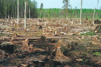 В Советском бывший участковый лесничий обвиняется в злоупотреблении полномочиями и служебном подлоге